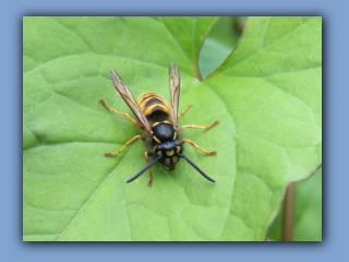 Tree Wasp Hetton Park 17th August 2023 1.jpg